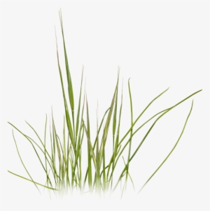 Grass Photoshop, Photoshop Texture, Photoshop Design, - Beach Grass Clip Art #61834