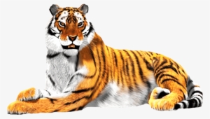 Sitting Tiger Png Download Image - National Animal Of India White Background #61835