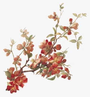 Cherry-blossoms - Botanical Illustration #61858