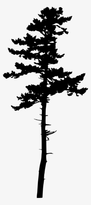 Tree Silhouette Transparent - Jack Pine Silhouette #62170 Tree Silhouette Transparent - Jack Pine Silhouette #62170