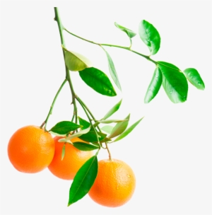 Orange-branch - Orange Tree Branch Png #62265