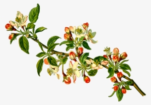 Branch Clipart Apple Tree - Malus Domestica #62286