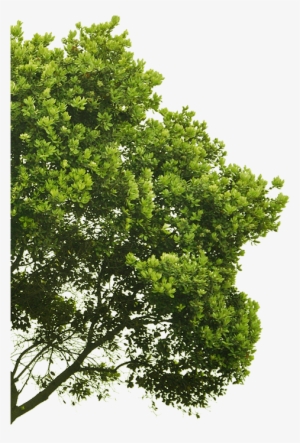 Arbre-gauche2 - Arbre Premier Plan #62308