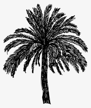 Jpg Black And White Stock Crayons Drawing Palm Tree - Tree Drawing Png #62451
