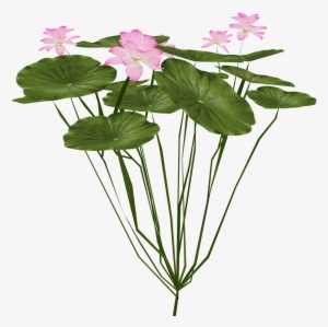 Indian Lotus - Lotus Plant Png #62565