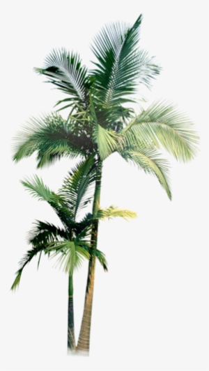 Palmier - Palm Tree Water Color Png #62717