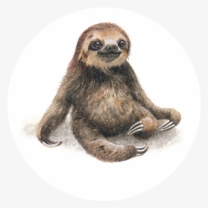 Off Of The Back Of Her Hugely Successful Previous Projects - Realistic Drawing Of A Sloth #62719