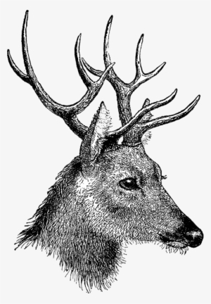 Vintage Deer Head - Stag Head Drawing Side #62785