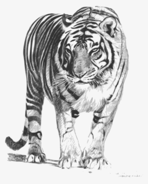 This Free Icons Png Design Of Bengal Tiger #62803