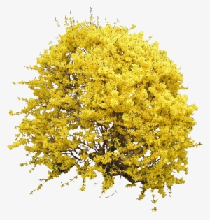 Blooming Forsythia Bush - Yellow Bush Png #62824
