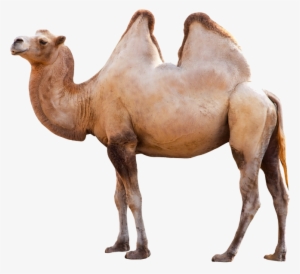 Camel Png Picture - Camello Png #63152