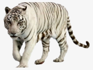 White Tiger Clipart Wight - Png Of White Tiger #63428