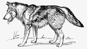Illustration Of A Wolf - Clip Art Black And White Wolf #63472