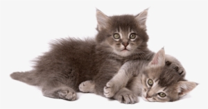 Picture Free Library Taking Care Of A Kitten - Cat And Kitten Png #63697