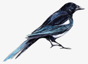 Danphe - Bird Transparent #63840