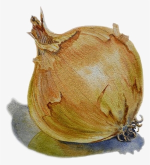 Fruits Et Legumes - Painting Of An Onion #63842