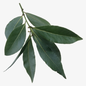 Laurus Nobilis Leaves - Fresh Bay Leaves Png #64077