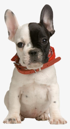 French Bulldog Puppy Png #64449
