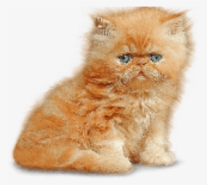 Kitten Png Transparent Graphic Freeuse Library - Kitten Png #64674