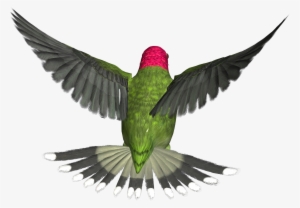 Bird Png - Flying Birds Gif Png #64799