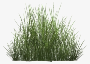 Desert Grass Png - Steppe #65464