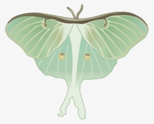 Luna Moth Clipart Watercolor - Luna Moth Drawin G #65844
