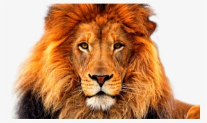 Lion Png - Wildlife Heritage Foundation #66158