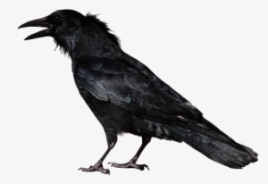 Crow Png Image - Crow With Transparent Background #66366
