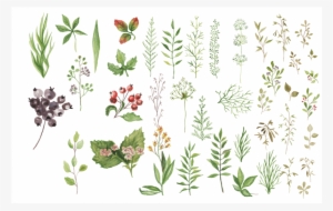 Green Plant Elements Set S476 - Motif #66504