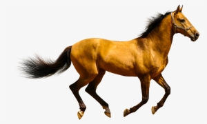 Animals Clipart Png,cartoon Animals Png,cute Animal - Horse Transparent #66642