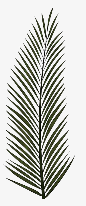 Palm Tree Leaves Png Svg Transparent Library #66731