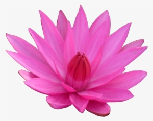 Lotus Transparent Png - Lotus Transparent #66800