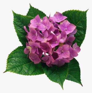 Hydrangea Png Clipart Picture - Impact Of The Environment On The Phenotype #67477