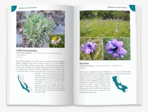 "the Thrill I Felt Growing Up Among The Gorgeous Plants - Blue Dicks #67481