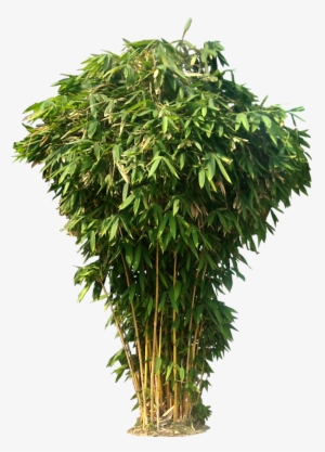 Tree Photoshop, Photoshop Design, Photoshop Images, - Bamboo Png #67506