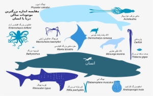 This Free Icons Png Design Of Biggest Fish #67639