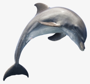 Dolphin Hd Png Photo - Can You Tell A Dolphin From A Porpoise? #67684