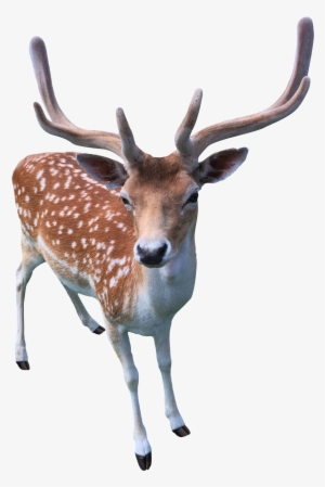 Transparent Background Deer Png #67902 Transparent Background Deer Png #67902