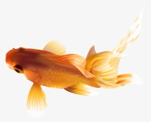 Goldfish Png #68080