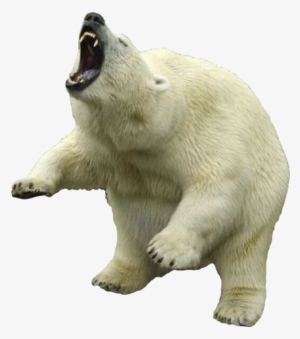 Polar Bear Alpha, HD Png Download(910x480) - PngFind