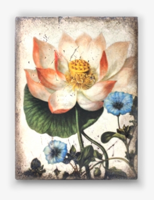 Sacred Lotus - Inspiration Collection - Spring - Sid #68397