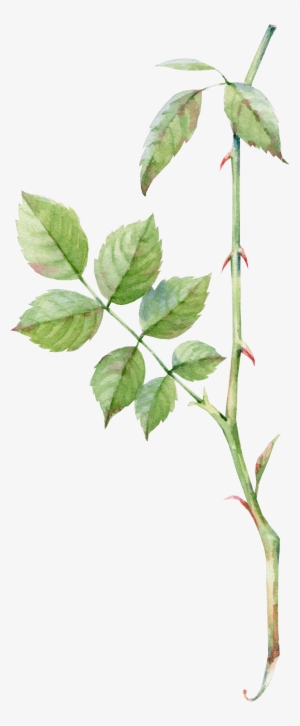 Watercolor Greenery Png - Rose Leaf Png #68417