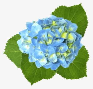 Blue Hydrangea - Blue Hydrangea Clip Art #68603