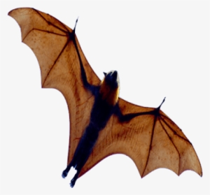 Animals Png - Murcielago Png #68801