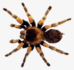 Spider Png #68887