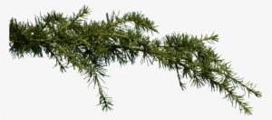 Pine Branch Png #69029