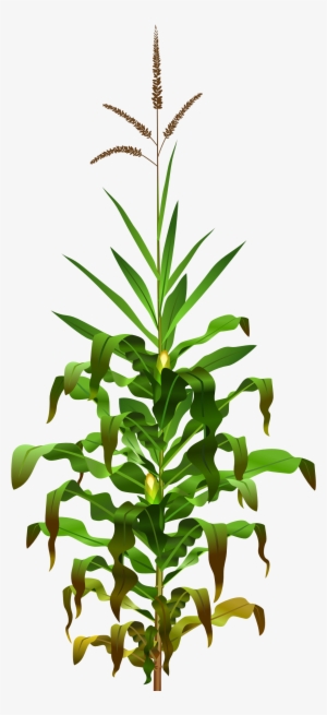 This Free Icons Png Design Of Corn Plant #69728