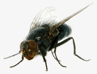 Fly Png Pic - House Fly Png #69875