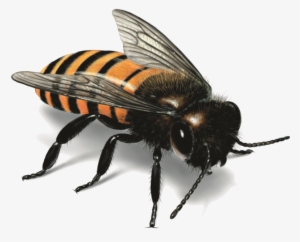 Real Western Honey Bees #69920