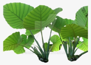 Tropical Rain Png - Rainforest Plant Png #600405
